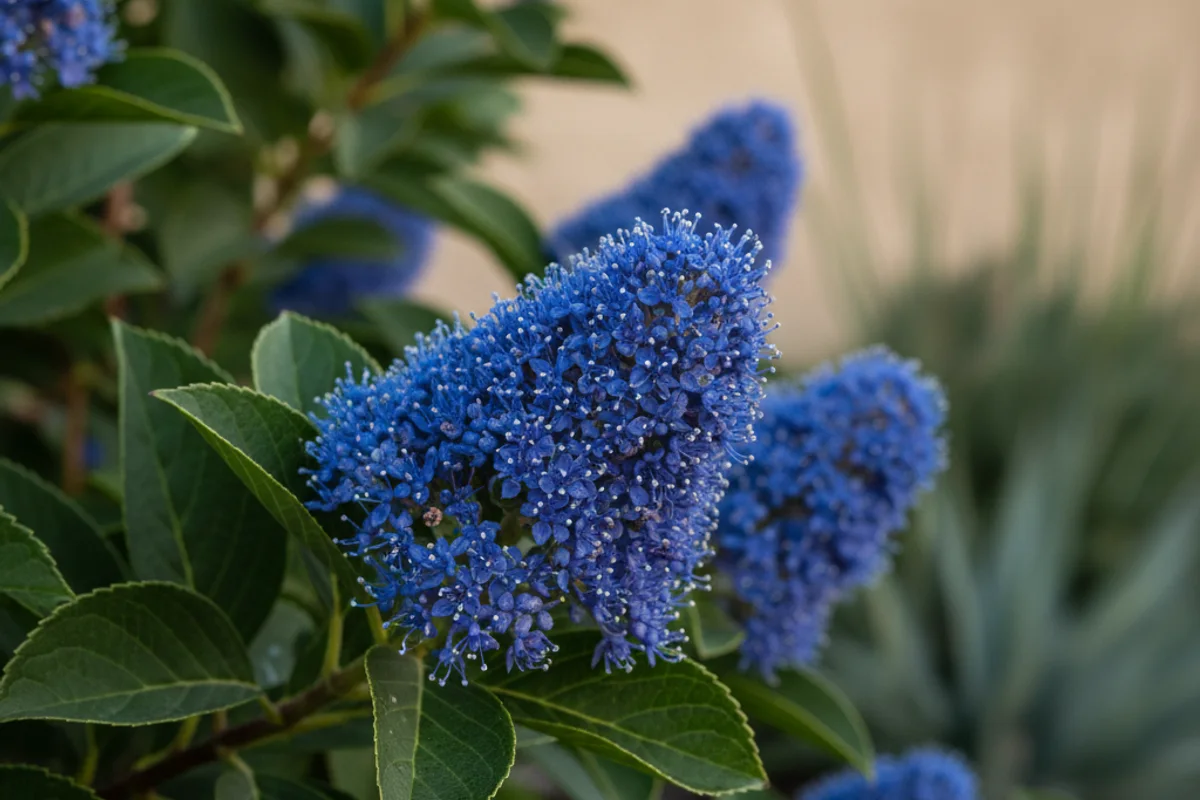 A close-up of a flowering Ceanothus (California Lilac), showcasing its brilliant blue flowers.